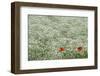 Flower Farm, Furano, Hokkaido Prefecture, Japan-Keren Su-Framed Photographic Print