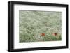 Flower Farm, Furano, Hokkaido Prefecture, Japan-Keren Su-Framed Photographic Print