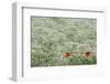 Flower Farm, Furano, Hokkaido Prefecture, Japan-Keren Su-Framed Photographic Print