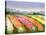 Flower Farm-null-Stretched Canvas