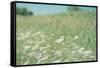 Flower Field Landscape-null-Framed Stretched Canvas