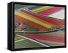 Flower field patterns surrounding Amsterdam, Holland-Adam Jones-Framed Stretched Canvas