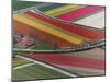 Flower field patterns surrounding Amsterdam, Holland-Adam Jones-Mounted Photographic Print