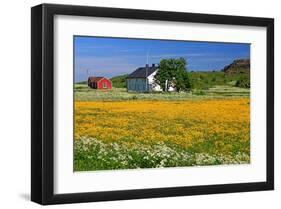 Flower Field with Farmhouse in Fredvang, Moskenesoya Island, Lofoten Islands, Norway-null-Framed Art Print