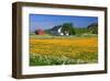 Flower Field with Farmhouse in Fredvang, Moskenesoya Island, Lofoten Islands, Norway-null-Framed Art Print