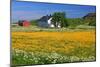 Flower Field with Farmhouse in Fredvang, Moskenesoya Island, Lofoten Islands, Norway-null-Mounted Art Print