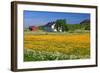 Flower Field with Farmhouse in Fredvang, Moskenesoya Island, Lofoten Islands, Norway-null-Framed Art Print