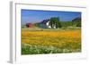 Flower Field with Farmhouse in Fredvang, Moskenesoya Island, Lofoten Islands, Norway-null-Framed Art Print