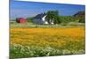 Flower Field with Farmhouse in Fredvang, Moskenesoya Island, Lofoten Islands, Norway-null-Mounted Art Print