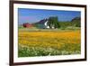 Flower Field with Farmhouse in Fredvang, Moskenesoya Island, Lofoten Islands, Norway-null-Framed Art Print