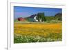 Flower Field with Farmhouse in Fredvang, Moskenesoya Island, Lofoten Islands, Norway-null-Framed Art Print