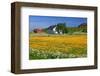 Flower Field with Farmhouse in Fredvang, Moskenesoya Island, Lofoten Islands, Norway-null-Framed Art Print