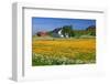 Flower Field with Farmhouse in Fredvang, Moskenesoya Island, Lofoten Islands, Norway-null-Framed Art Print