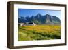 Flower Field with Farmhouse on Flakstadpollen Mountain Range, Flakstadoya Island, Norway-null-Framed Art Print