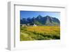 Flower Field with Farmhouse on Flakstadpollen Mountain Range, Flakstadoya Island, Norway-null-Framed Art Print