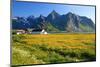 Flower Field with Farmhouse on Flakstadpollen Mountain Range, Flakstadoya Island, Norway-null-Mounted Art Print