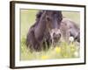 Flower Frolick V-Ozana Sturgeon-Framed Photographic Print