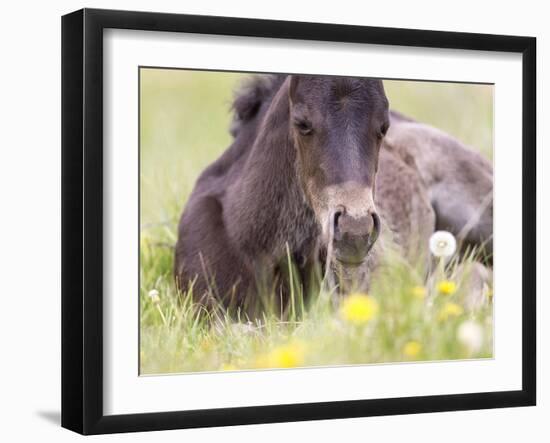 Flower Frolick V-Ozana Sturgeon-Framed Photographic Print