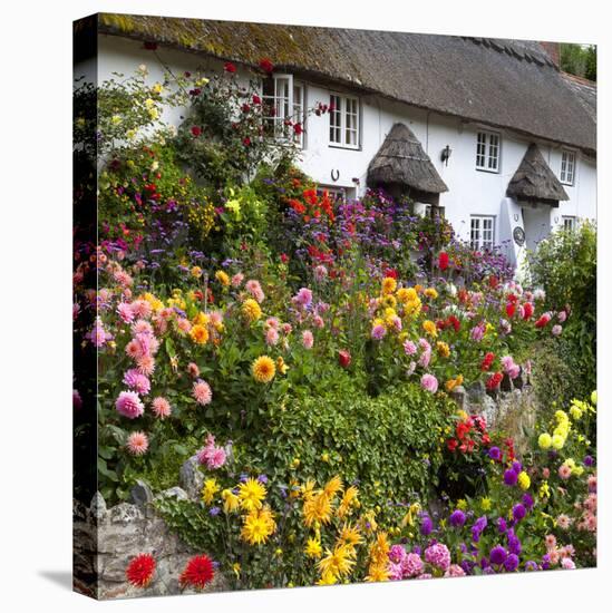 Flower Fronted Thatched Cottage, Devon, England, United Kingdom, Europe-Stuart Black-Stretched Canvas