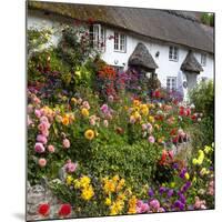 Flower Fronted Thatched Cottage, Devon, England, United Kingdom, Europe-Stuart Black-Mounted Photographic Print