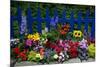 Flower Garden and Picket Fence-Darrell Gulin-Mounted Photographic Print