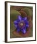 Flower Garden blue Clematis-null-Framed Art Print