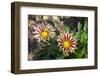 Flower garden, Ludlow, Vermont, USA-Lisa S. Engelbrecht-Framed Photographic Print