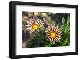 Flower garden, Ludlow, Vermont, USA-Lisa S. Engelbrecht-Framed Photographic Print