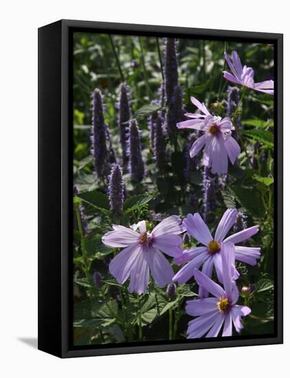 Flower Garden, Stockbridge, Berkshires, Massachusetts, USA-Lisa S. Engelbrecht-Framed Stretched Canvas