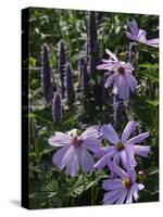 Flower Garden, Stockbridge, Berkshires, Massachusetts, USA-Lisa S. Engelbrecht-Stretched Canvas