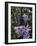 Flower Garden, Stockbridge, Berkshires, Massachusetts, USA-Lisa S. Engelbrecht-Framed Photographic Print