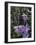 Flower Garden, Stockbridge, Berkshires, Massachusetts, USA-Lisa S. Engelbrecht-Framed Photographic Print