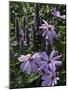 Flower Garden, Stockbridge, Berkshires, Massachusetts, USA-Lisa S. Engelbrecht-Mounted Photographic Print