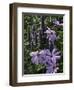 Flower Garden, Stockbridge, Berkshires, Massachusetts, USA-Lisa S. Engelbrecht-Framed Photographic Print