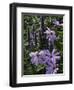 Flower Garden, Stockbridge, Berkshires, Massachusetts, USA-Lisa S. Engelbrecht-Framed Photographic Print