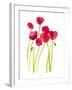 Flower Garden V-Sandra Jacobs-Framed Giclee Print