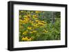 Flower Garden with Black-Eyed Susans and Black and Blue Salvias, Marion County, Il-Richard and Susan Day-Framed Photographic Print