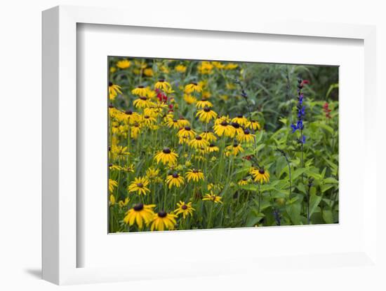 Flower Garden with Black-Eyed Susans and Black and Blue Salvias, Marion County, Il-Richard and Susan Day-Framed Photographic Print