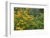 Flower Garden with Black-Eyed Susans and Black and Blue Salvias, Marion County, Il-Richard and Susan Day-Framed Photographic Print