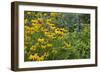 Flower Garden with Black-Eyed Susans and Black and Blue Salvias, Marion County, Il-Richard and Susan Day-Framed Photographic Print