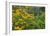 Flower Garden with Black-Eyed Susans and Black and Blue Salvias, Marion County, Il-Richard and Susan Day-Framed Photographic Print