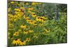 Flower Garden with Black-Eyed Susans and Black and Blue Salvias, Marion County, Il-Richard and Susan Day-Mounted Photographic Print