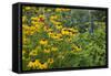 Flower Garden with Black-Eyed Susans and Black and Blue Salvias, Marion County, Il-Richard and Susan Day-Framed Stretched Canvas