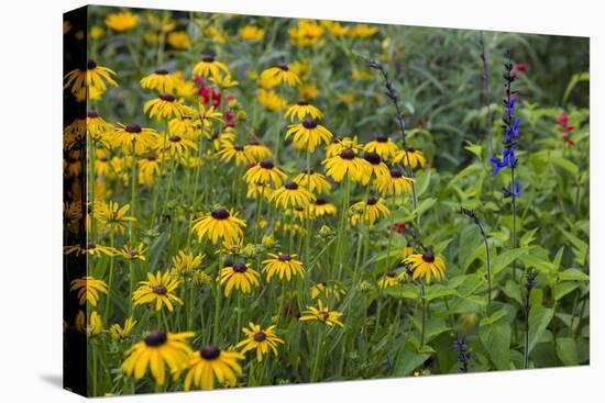 Flower Garden with Black-Eyed Susans and Black and Blue Salvias, Marion County, Il-Richard and Susan Day-Stretched Canvas