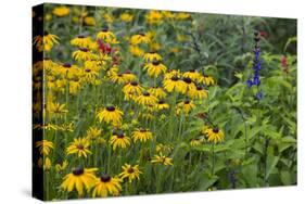 Flower Garden with Black-Eyed Susans and Black and Blue Salvias, Marion County, Il-Richard and Susan Day-Stretched Canvas