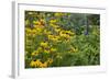 Flower Garden with Black-Eyed Susans and Black and Blue Salvias, Marion County, Il-Richard and Susan Day-Framed Photographic Print