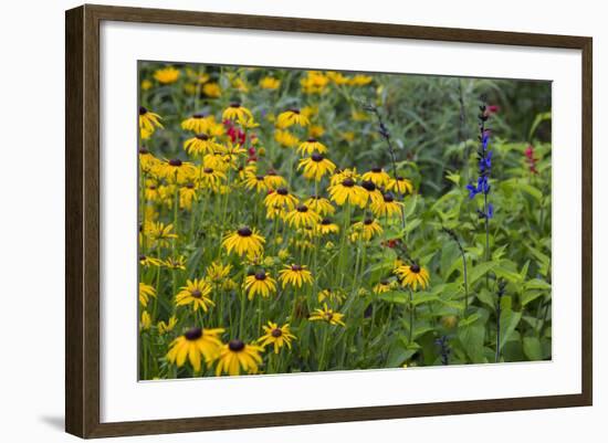 Flower Garden with Black-Eyed Susans and Black and Blue Salvias, Marion County, Il-Richard and Susan Day-Framed Photographic Print