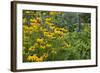 Flower Garden with Black-Eyed Susans and Black and Blue Salvias, Marion County, Il-Richard and Susan Day-Framed Photographic Print