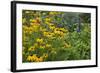 Flower Garden with Black-Eyed Susans and Black and Blue Salvias, Marion County, Il-Richard and Susan Day-Framed Photographic Print