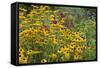 Flower Garden with Black-Eyed Susans and Black and Blue Salvias, Marion County, Il-Richard and Susan Day-Framed Stretched Canvas